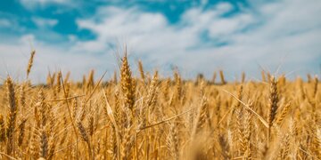 Argentina’s Grain Exports Could Jump 40%