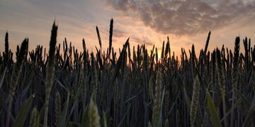 EU Crop Monitor Cuts Yield Estimates Following Prolonged Poor Weather