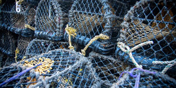 UK’s Seafish to Restructure Operations After Levy Reform Rejection